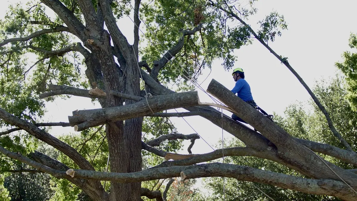 Professional Crown Thinning performed by certified arborists in Beaver Meadows