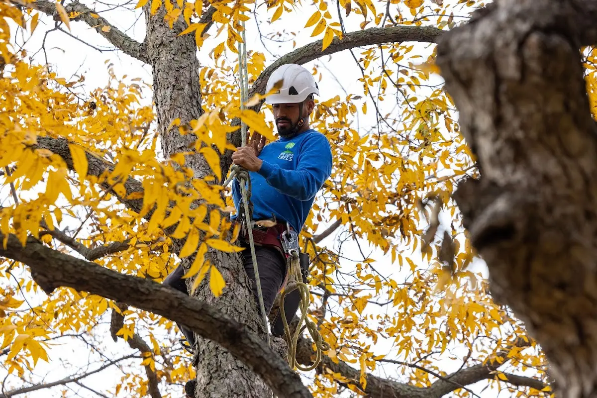 Skilled Tree Pruning crew working in Beaver Meadows