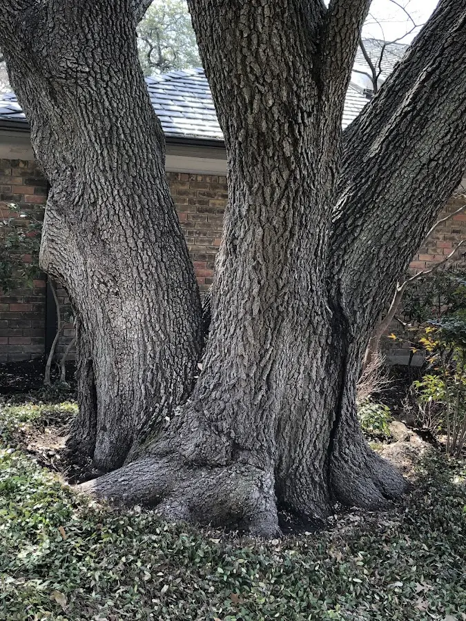 Mature heritage tree close to a Beaver Meadows property cared for by certified arborists
